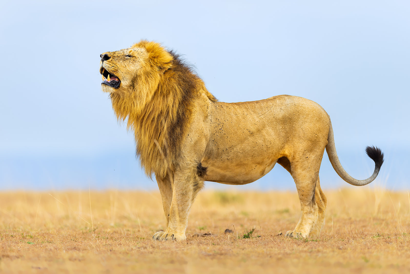 Kenya 2022 trip report
