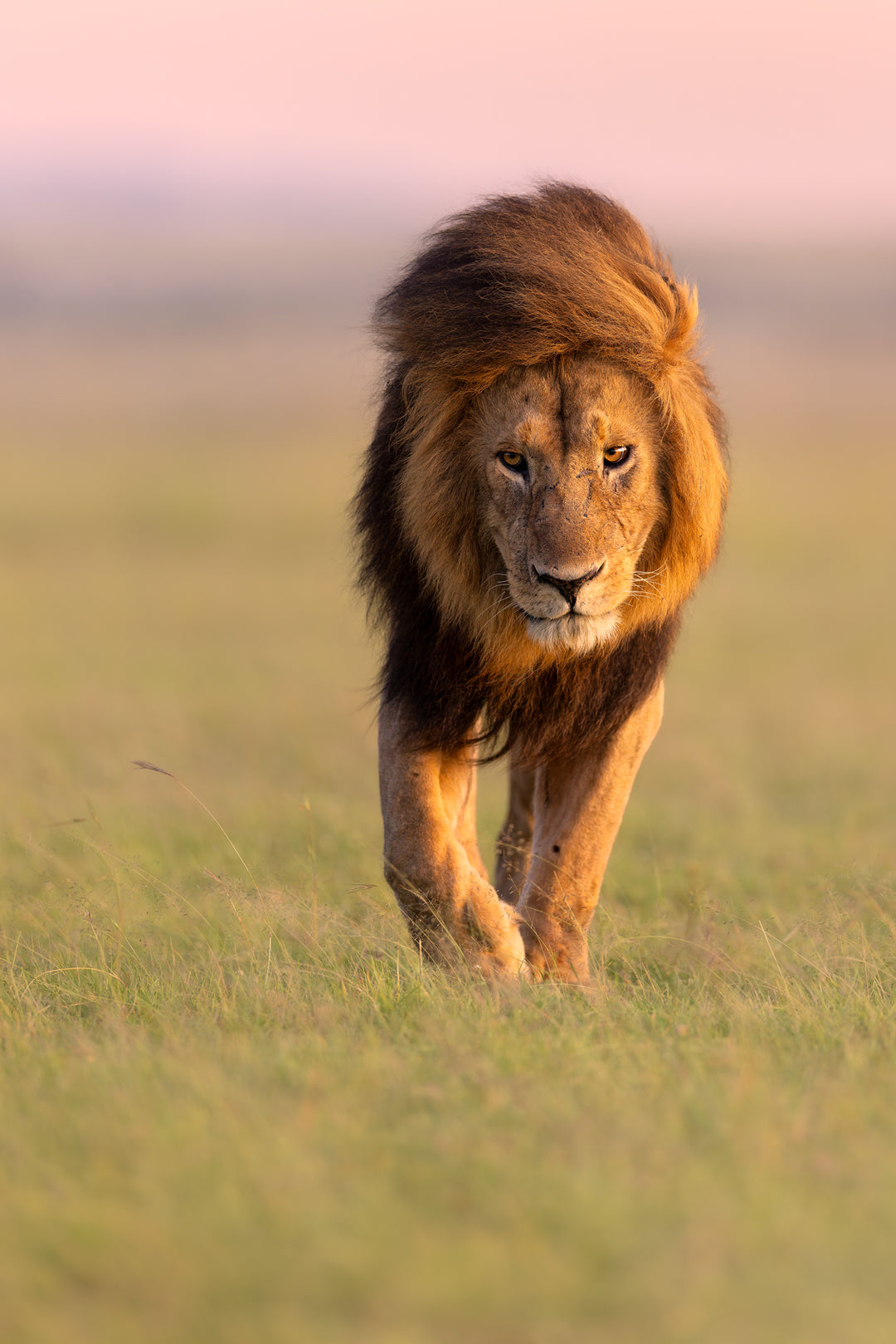 Kenya 2024, a return to Africa