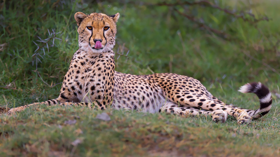Tanzania safari planning advice