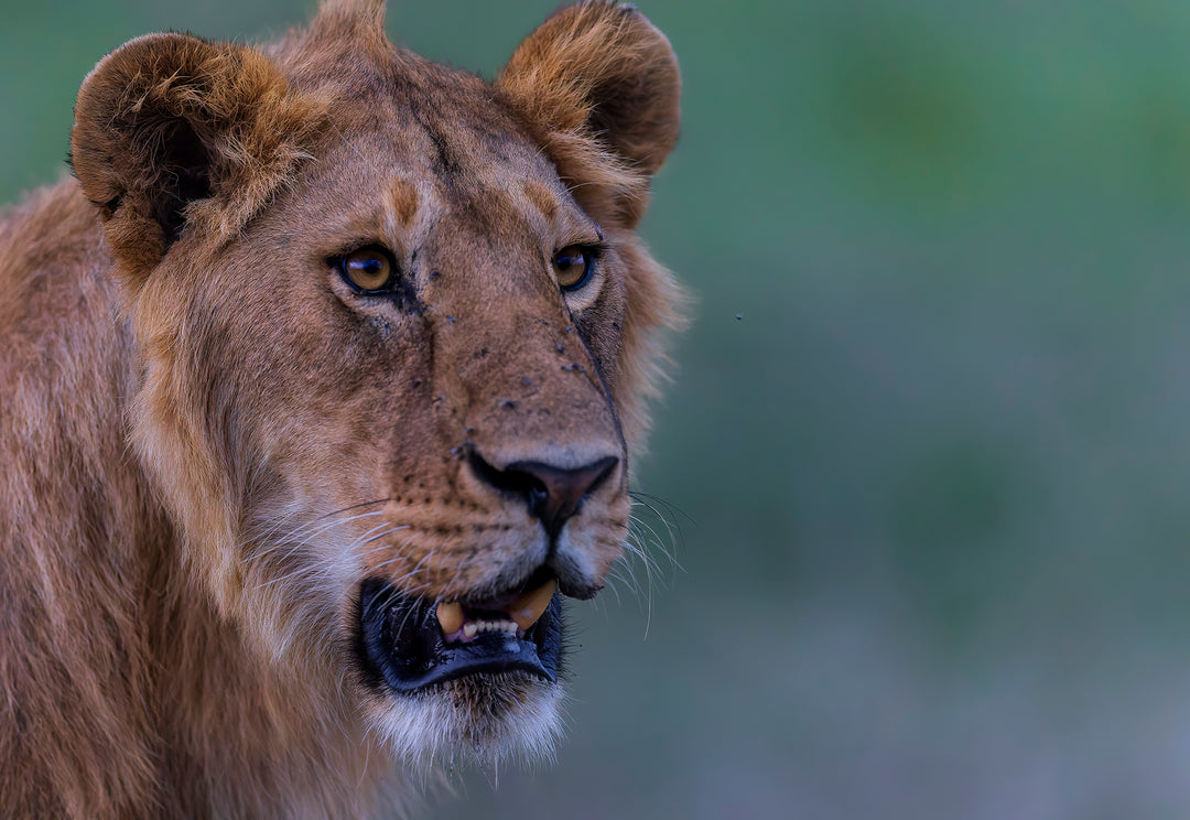 Tanzania in February 2023 - our first safari with kids