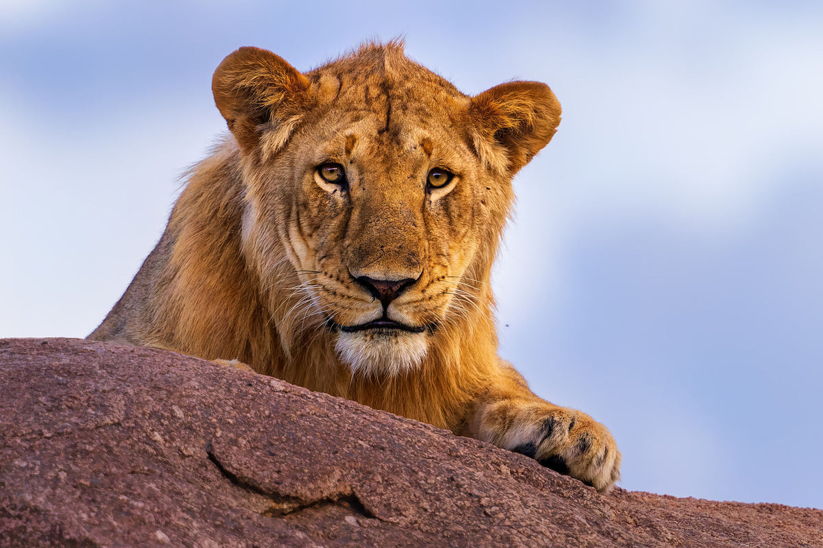 Fine art framed photograph: A solitary young lion on a desolate kopje confronts a stormy sky, embodying the fierce independence and harsh survival realities of a nomadic life in the African wilderness. By Thomas Nicholson
