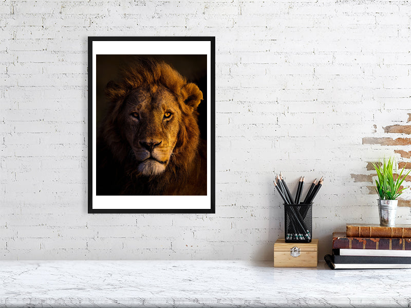 At sunrise, Naboisho's lion pride leader stands resolute, half-lit by dawn's rays. A framed fine art photograph captures the wild essence of Africa, embodying the guardianship of these magnificent creatures. By Thomas Nicholson