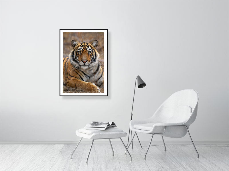 Fine art framed photograph: 'The Princess of the Park,' a young tiger in Ranthambhore National Park, exudes regal grace, poised on the cusp of her wild destiny. By Thomas Nicholson