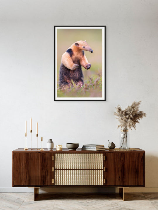 Fine art framed photograph: In the Pantanal's vastness, a southern tamandua stands tall, displaying oversized claws. Symbolizing ecosystem resilience, it thrives in the protected haven of eco-friendly lodges. By Thomas Nicholson