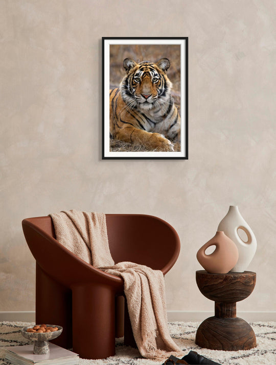 Fine art framed photograph: 'The Princess of the Park,' a young tiger in Ranthambhore National Park, exudes regal grace, poised on the cusp of her wild destiny. By Thomas Nicholson