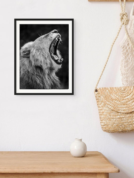 Fine art framed photograph: A powerful male lion yawns, symbolizing Naboisho Conservancy's commitment to safeguarding Kenya's critical habitat through a successful conservation model. By Thomas Nicholson