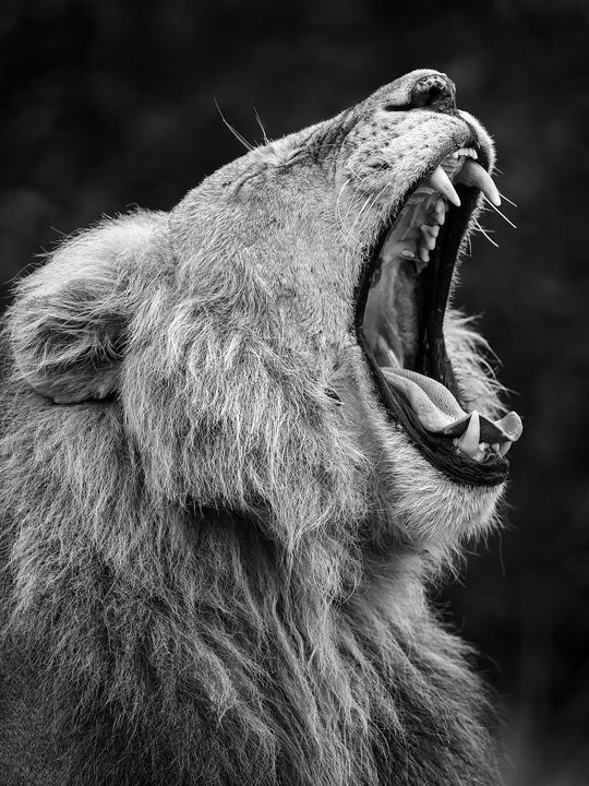 Fine art framed photograph: A powerful male lion yawns, symbolizing Naboisho Conservancy's commitment to safeguarding Kenya's critical habitat through a successful conservation model. By Thomas Nicholson