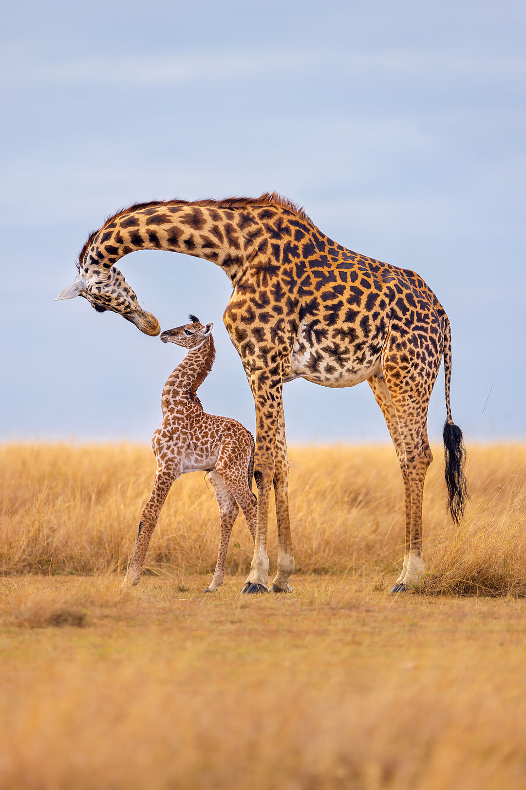 In the African wilderness, a framed fine art photograph captures a mother giraffe and her newborn sharing a tender moment, embodying universal love and the unbreakable bond between species. By Thomas Nicholson