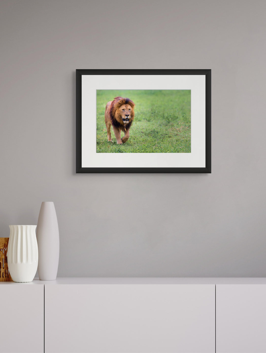 Fine art framed photograph: In Ngorongoro Crater, a lone male lion strides with regal resilience, his scarred face telling tales of survival in Africa's unforgiving landscapes. By Thomas Nicholson
