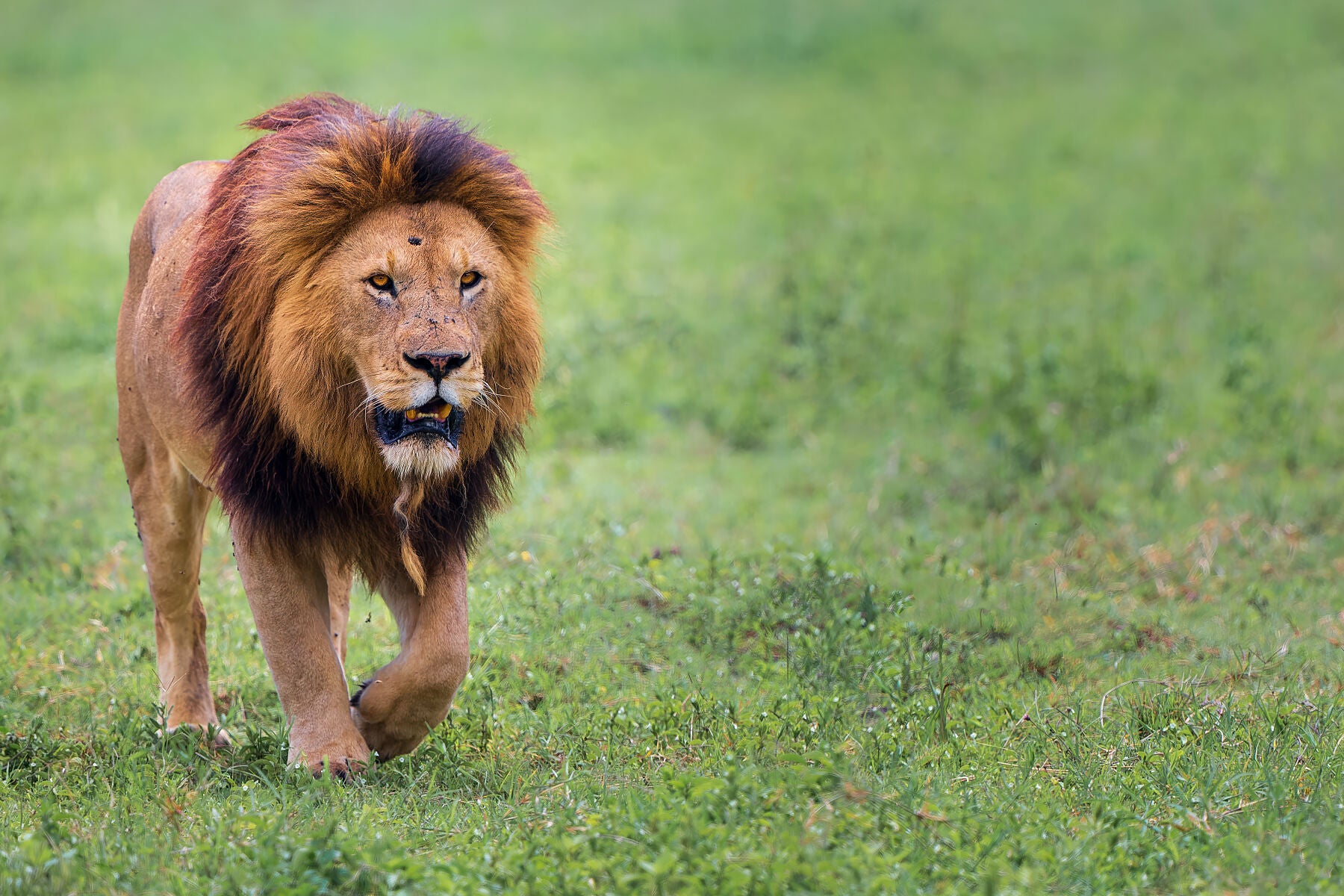 Fine art framed photograph: In Ngorongoro Crater, a lone male lion strides with regal resilience, his scarred face telling tales of survival in Africa's unforgiving landscapes. By Thomas Nicholson