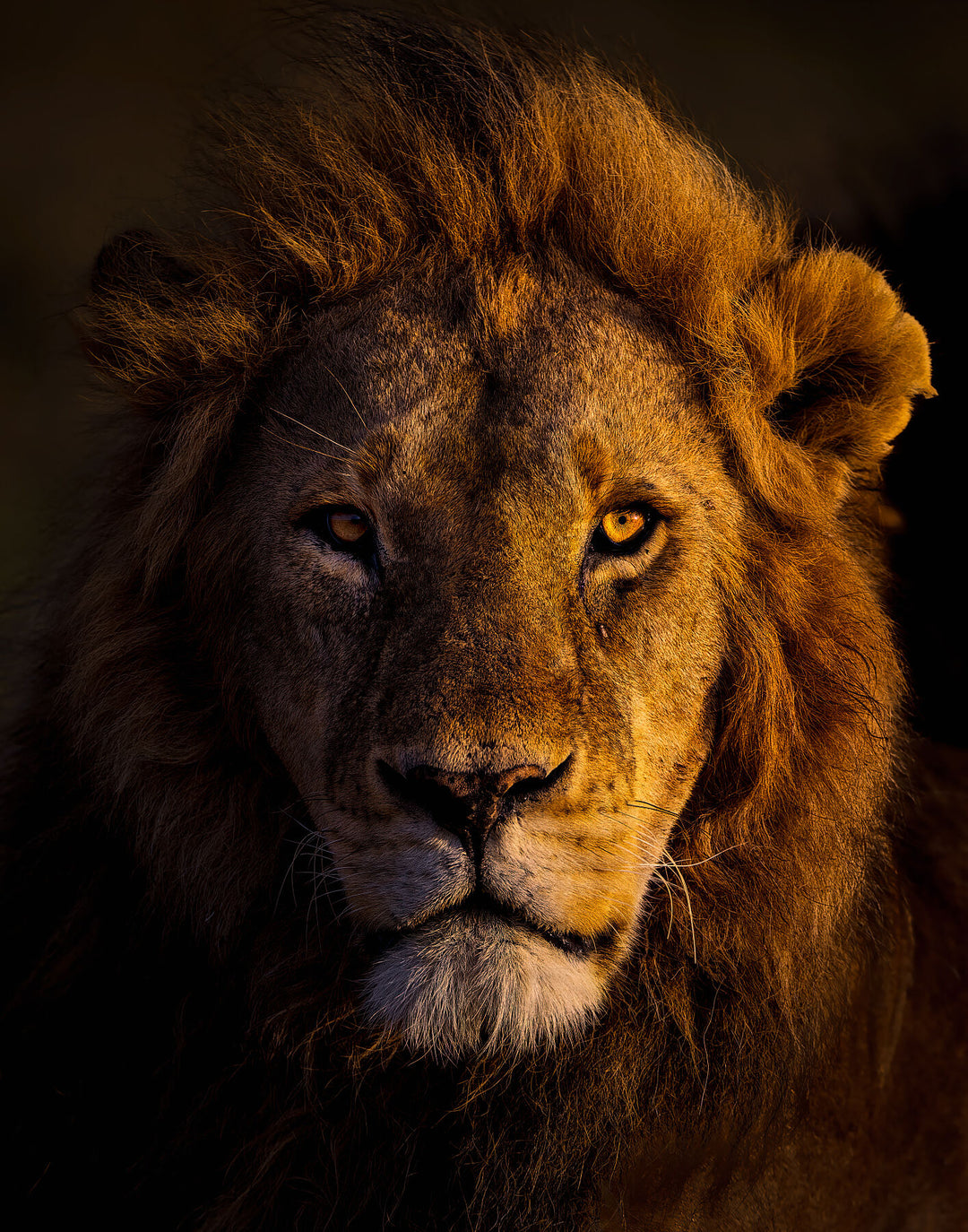 At sunrise, Naboisho's lion pride leader stands resolute, half-lit by dawn's rays. A framed fine art photograph captures the wild essence of Africa, embodying the guardianship of these magnificent creatures. By Thomas Nicholson