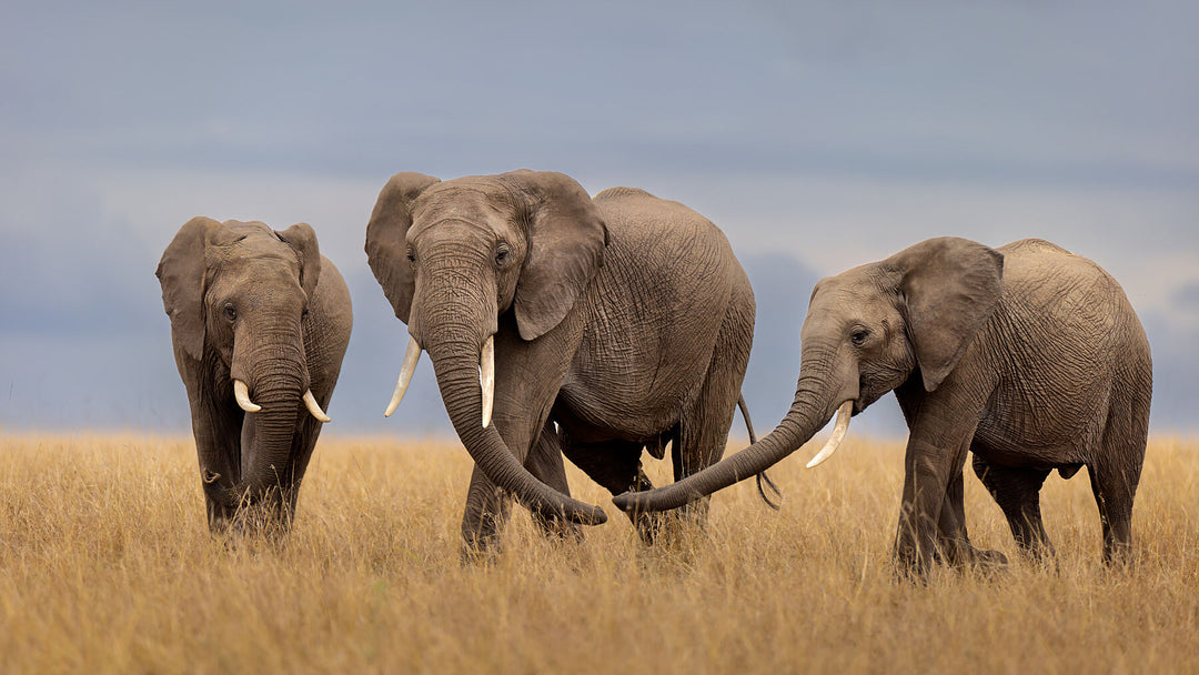 Fine art framed photograph: In the Maasai Mara, a trio of majestic elephants strides purposefully beneath a brooding sky, revealing synchronized steps and profound joy, echoing the deeper bonds of their herd. By Thomas Nicholson