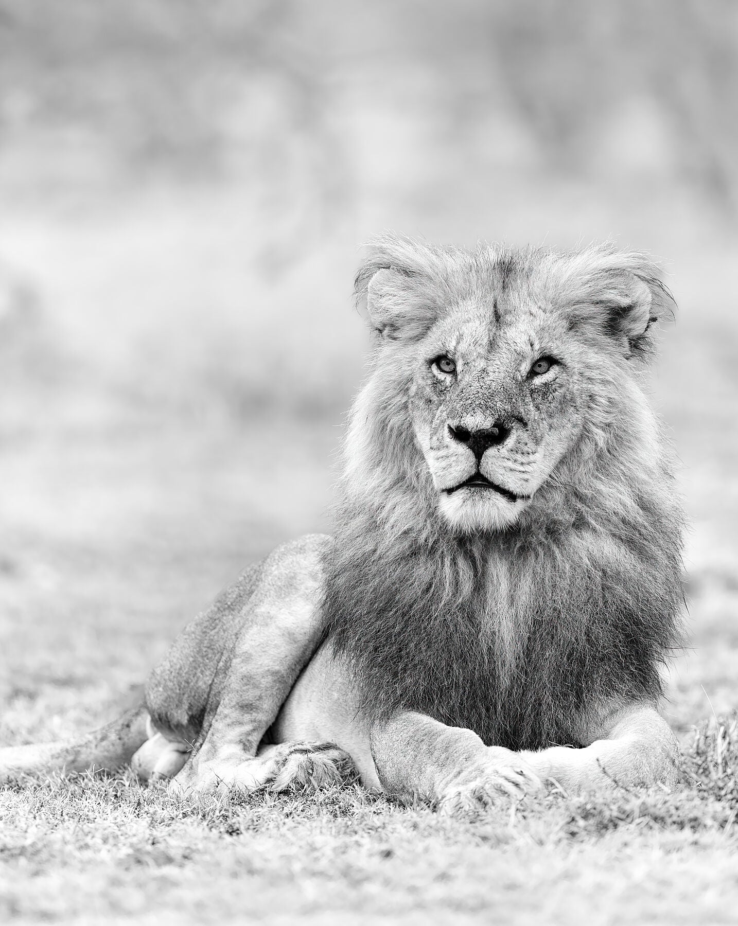 Fine art framed photograph: Ron 2, once a renowned Maasai Mara lion, rediscovered after a conservancy's demise. Despite life's trials, he stands regal, embodying indomitable presence and resilience. By Thomas Nicholson