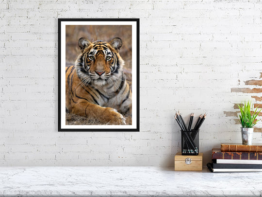 Fine art framed photograph: 'The Princess of the Park,' a young tiger in Ranthambhore National Park, exudes regal grace, poised on the cusp of her wild destiny. By Thomas Nicholson