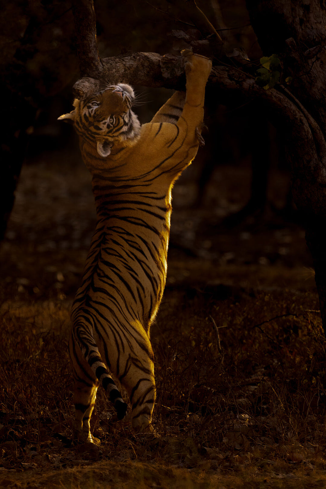 Fine art framed photograph: A majestic tiger, bathed in dappled forest light, stands tall on hind legs, rubbing against a gnarled branch. A powerful display of wild beauty and territorial determination. By Thomas Nicholson