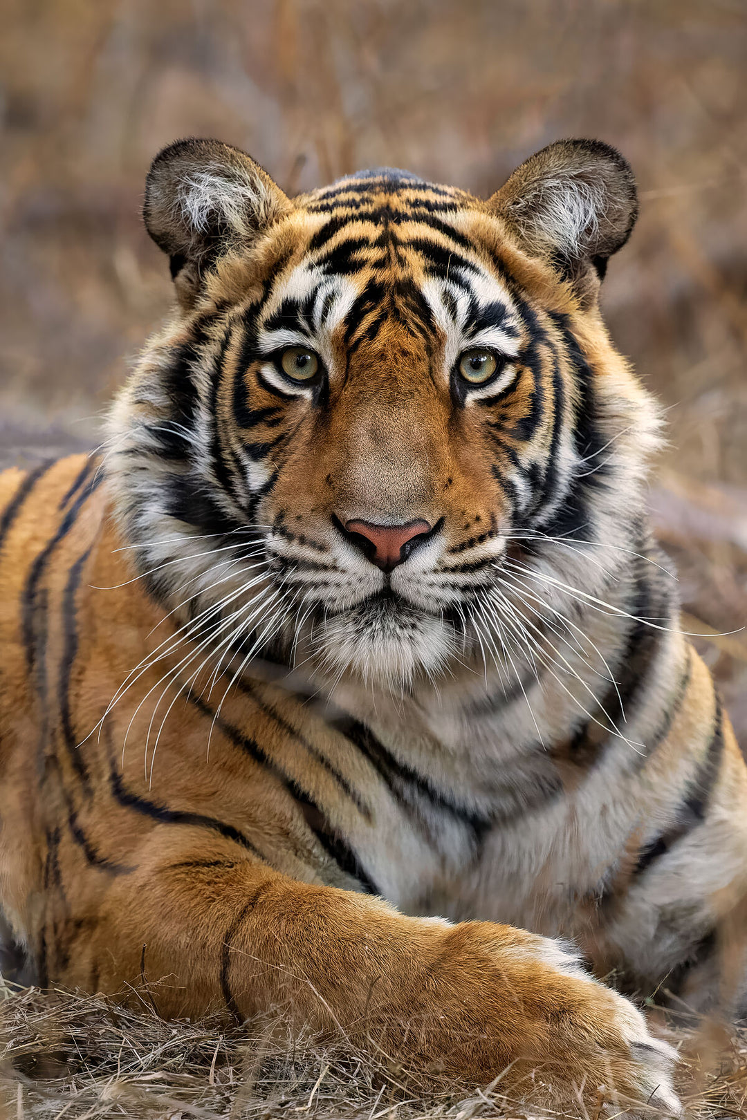 Fine art framed photograph: 'The Princess of the Park,' a young tiger in Ranthambhore National Park, exudes regal grace, poised on the cusp of her wild destiny. By Thomas Nicholson