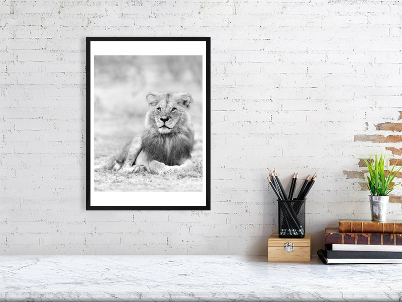 Fine art framed photograph: Ron 2, once a renowned Maasai Mara lion, rediscovered after a conservancy's demise. Despite life's trials, he stands regal, embodying indomitable presence and resilience. By Thomas Nicholson
