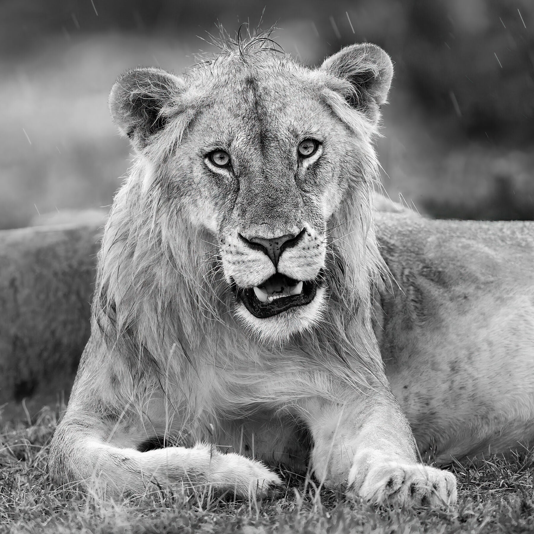 Young Lion's Rite of Passage – Nicholson Fine Art Photography