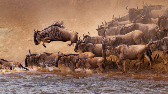 Fine art framed photograph: In the Serengeti's wildebeest migration, the Mara River crossing captivates. A lone wildebeest airborne, embodying the wild pulse of nature's symphony in this extraordinary spectacle. By Thomas Nicholson