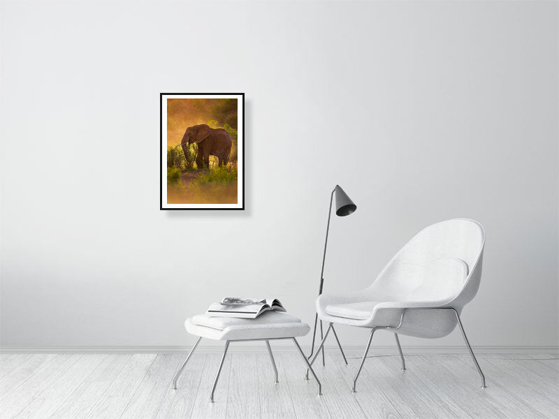 Fine art framed photograph: In Laikipia County, Kenya, the last light bathes a lone elephant in golden warmth. Amidst drought, nature's resilience and the elephant's majesty endure. By Thomas Nicholson