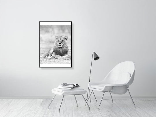 Fine art framed photograph: Ron 2, once a renowned Maasai Mara lion, rediscovered after a conservancy's demise. Despite life's trials, he stands regal, embodying indomitable presence and resilience. By Thomas Nicholson