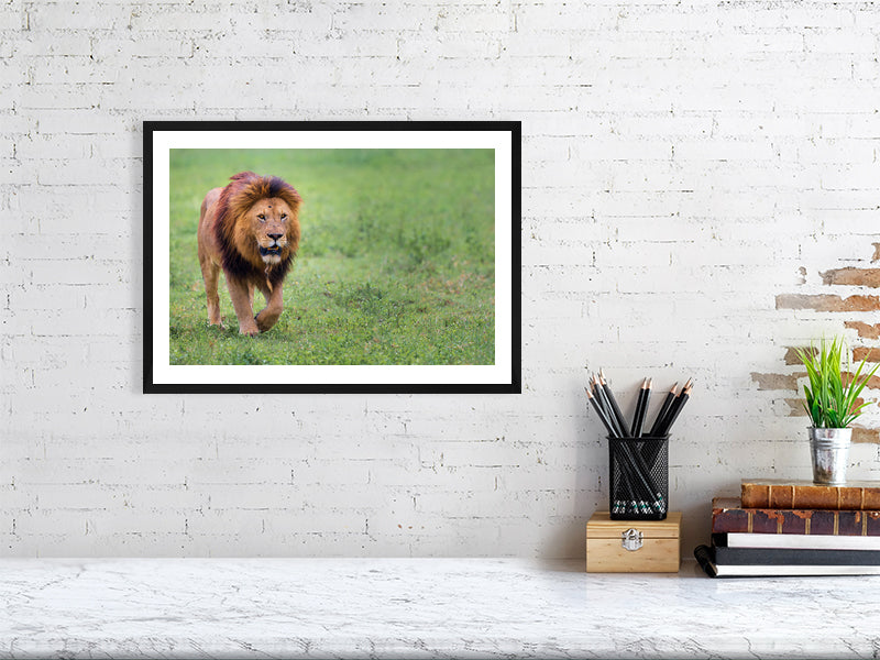 Fine art framed photograph: In Ngorongoro Crater, a lone male lion strides with regal resilience, his scarred face telling tales of survival in Africa's unforgiving landscapes. By Thomas Nicholson
