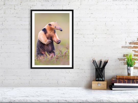 Fine art framed photograph: In the Pantanal's vastness, a southern tamandua stands tall, displaying oversized claws. Symbolizing ecosystem resilience, it thrives in the protected haven of eco-friendly lodges. By Thomas Nicholson