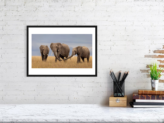 Fine art framed photograph: In the Maasai Mara, a trio of majestic elephants strides purposefully beneath a brooding sky, revealing synchronized steps and profound joy, echoing the deeper bonds of their herd. By Thomas Nicholson
